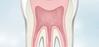 Tooth cross-section illustration showing the inner pulp - signs you need a root canal