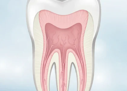 Tooth cross-section illustration showing the inner pulp - signs you need a root canal