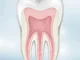 Tooth cross-section illustration showing the inner pulp - signs you need a root canal